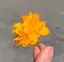 サラサのプロフィール画像