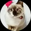 めーのプロフィール画像