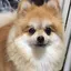 イワシタモモコのプロフィール画像