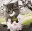 タータンのプロフィール画像