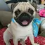 パグのプロフィール画像