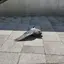 ちひろのプロフィール画像