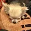 sioのプロフィール画像