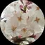 SLKのプロフィール画像