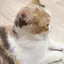 ハルのプロフィール画像