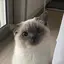 あゆみのプロフィール画像