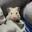 RISAのプロフィール画像