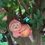 はにーのプロフィール画像
