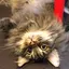まゅのプロフィール画像