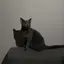 🐈‍⬛のプロフィール画像