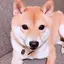 しろぱんだのプロフィール画像