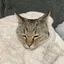 うめのプロフィール画像