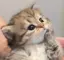 Rinのプロフィール画像