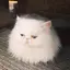 mdkのプロフィール画像