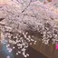 リンのプロフィール画像