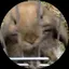 ユリたんのプロフィール画像