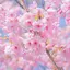 舞華のプロフィール画像