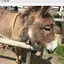 たまのプロフィール画像