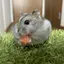 あんこのプロフィール画像