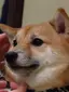 犬のプロフィール画像