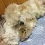 lafitのプロフィール画像