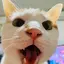 あられのプロフィール画像