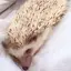 愛梨のプロフィール画像