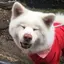 芥のプロフィール画像