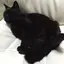 さやねこのプロフィール画像
