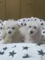 ミミリボンのプロフィール画像