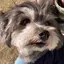 くまのプロフィール画像