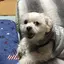 chipのプロフィール画像