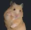 めるぴのプロフィール画像