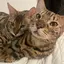 bengal_homeのプロフィール画像
