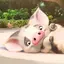 ぷあのプロフィール画像