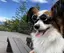 犬のプロフィール画像