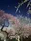 しろのプロフィール画像