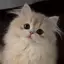 ちーのプロフィール画像