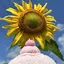 ぱめのプロフィール画像