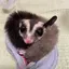 ぽんちゃんのプロフィール画像