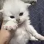 猫ファミリーのプロフィール画像