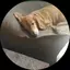 ミホのプロフィール画像