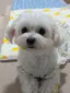 白モフのプロフィール画像