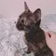 さやのプロフィール画像