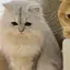 さくらのプロフィール画像