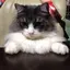 きーたんのプロフィール画像