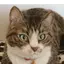 ニコのプロフィール画像