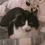 おーちゃんのプロフィール画像