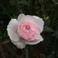 asのプロフィール画像