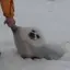 まのプロフィール画像